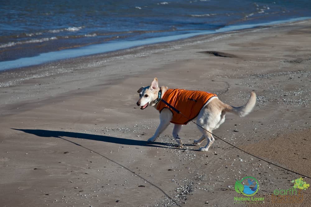 2015-December-24-4334 Maya The Nature Dog Checks Out Ipperwash Beach