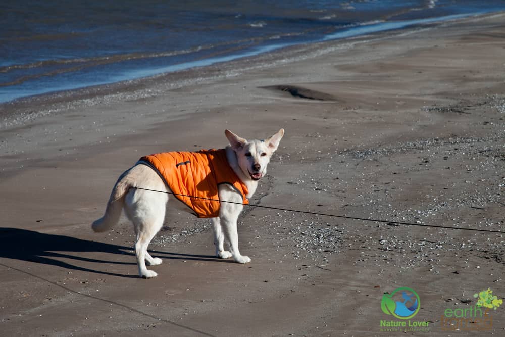 2015-December-24-4338 Maya The Nature Dog Checks Out Ipperwash Beach
