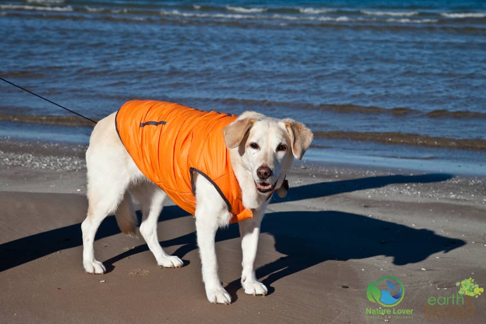 2015-December-24-4343 Maya The Nature Dog Checks Out Ipperwash Beach