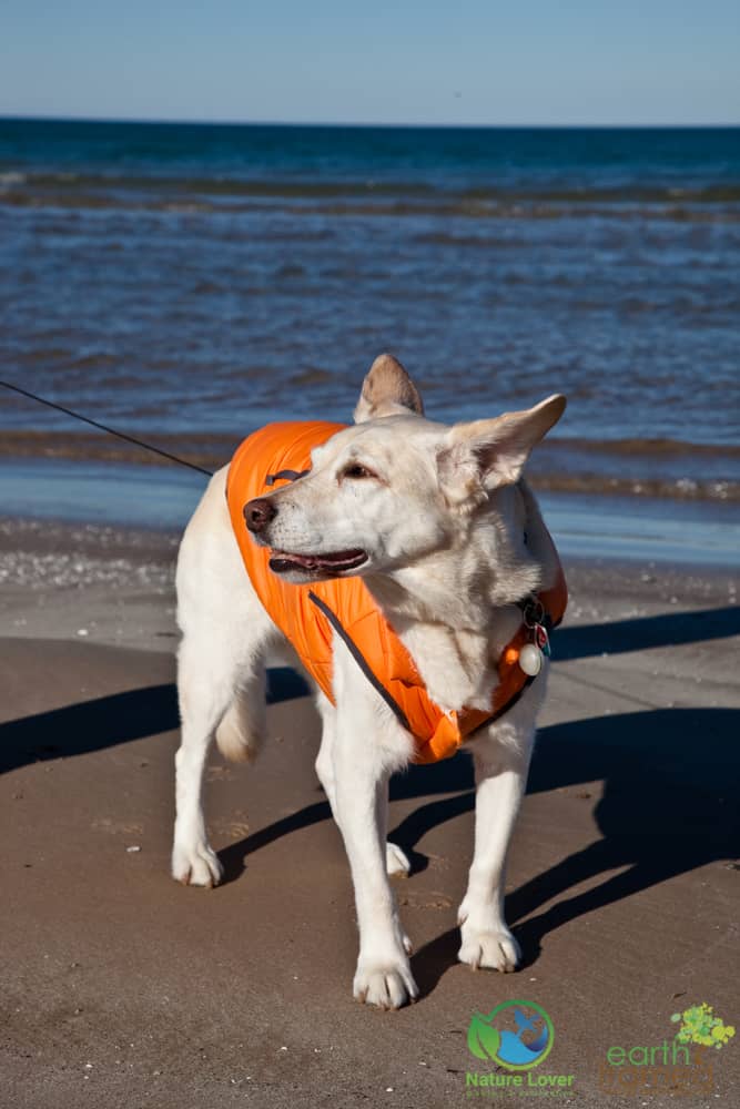 2015-December-24-4349 Maya The Nature Dog Checks Out Ipperwash Beach