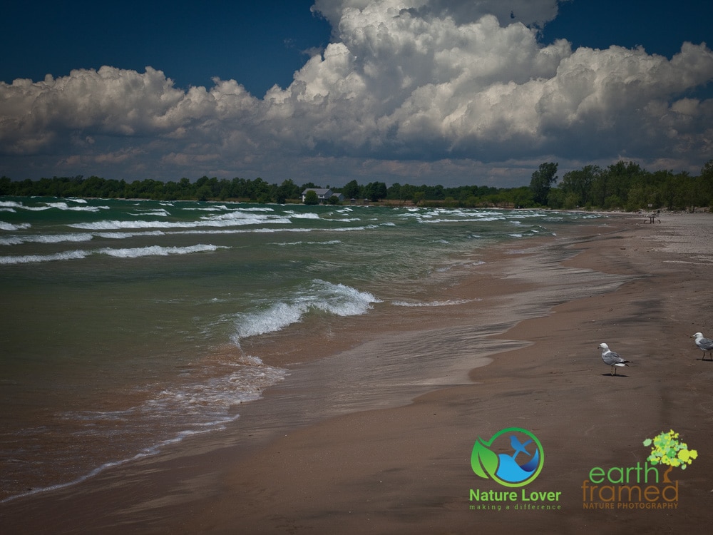 Nature-Lover-2016-North-Beach-Provincial-Park-Summer_9084 A Day At The Beach, North Beach Provincial Park