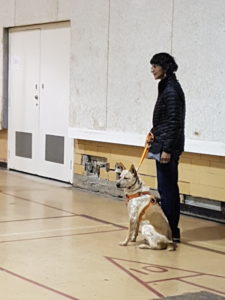 20170404_180932-225x300 Kirra the Trail Dog Starts Basic Obedience Class - Days 1, 2 & 3