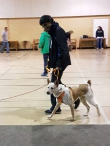 20170411_180348-e1494446097764-225x300 Kirra the Trail Dog Starts Basic Obedience Class - Days 1, 2 & 3