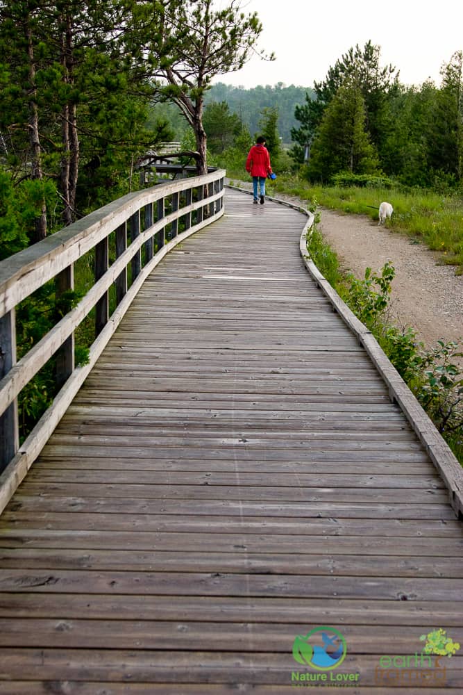 2008-July-18-1265 Huron Fringe Trail at MacGregor Point Provincial Park