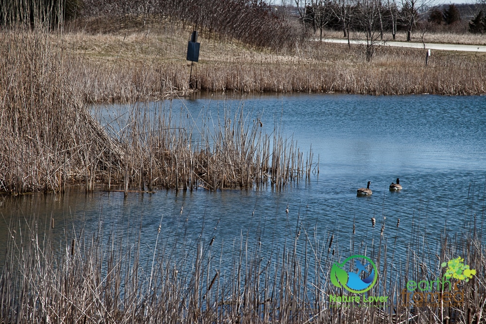 2016-Canada-Goose-Dow-Wetlands-Sarnia-Winter-5107 A Winter Walk At Dow Wetlands