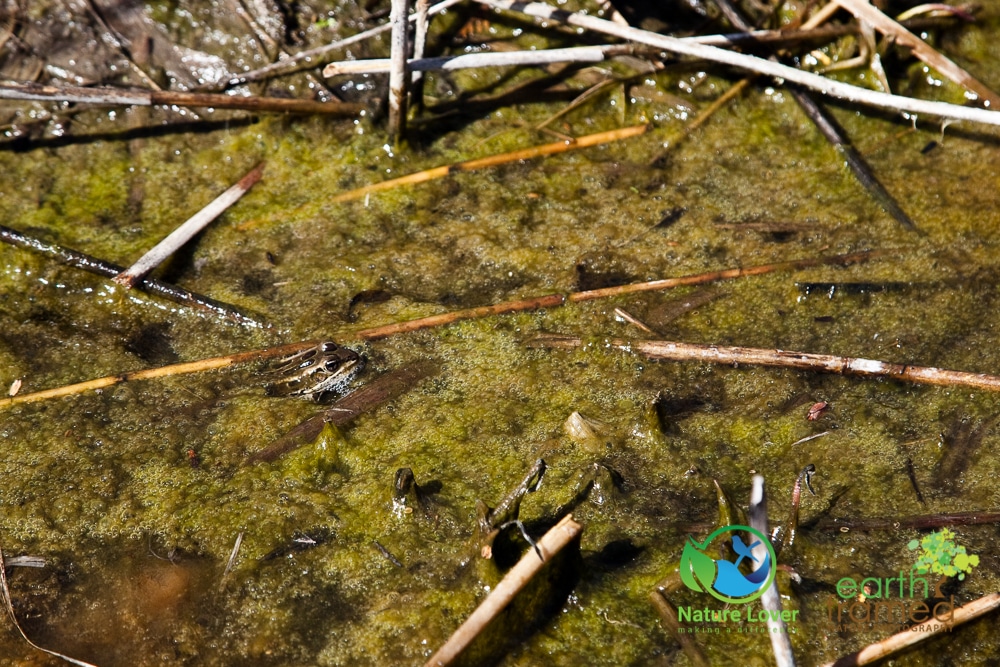 2016-Dow-Wetlands-Leopard-Frog-Sarnia-Winter-5115 A Winter Walk At Dow Wetlands