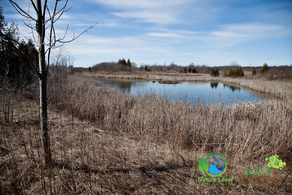 2016-Dow-Wetlands-Sarnia-Winter-5099 A Winter Walk At Dow Wetlands