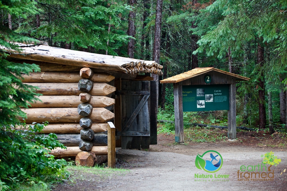 Nature-Lover-2016-Algonquin-Park-Summer_1290_Aug-13 Life In An Algonquin Logging Camp