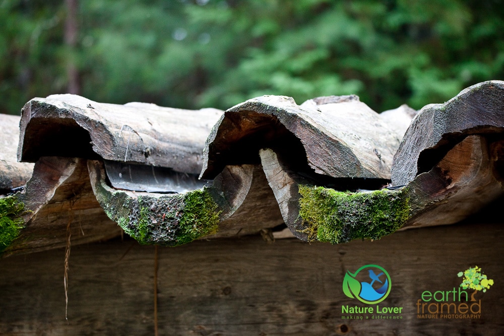 Nature-Lover-2016-Algonquin-Park-Summer_1296_Aug-13 Life In An Algonquin Logging Camp