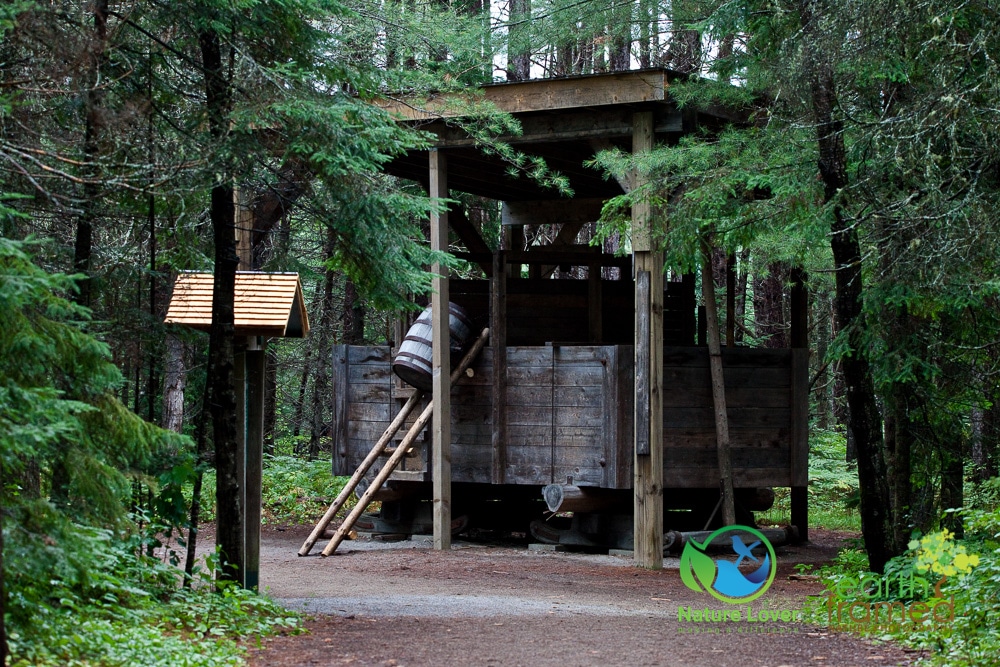 Nature-Lover-2016-Algonquin-Park-Summer_1309_Aug-13 Life In An Algonquin Logging Camp