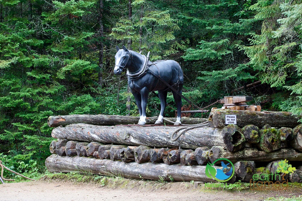 Nature-Lover-2016-Algonquin-Park-Summer_1324_Aug-13 Life In An Algonquin Logging Camp