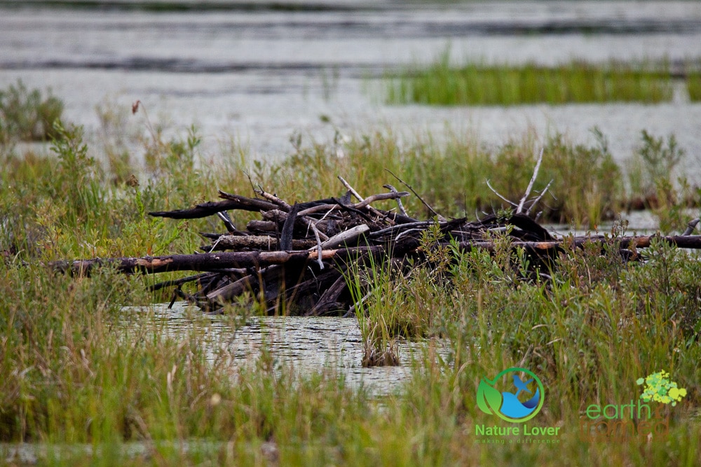 Nature-Lover-2016-Algonquin-Park-Summer_1329_Aug-13 Life In An Algonquin Logging Camp