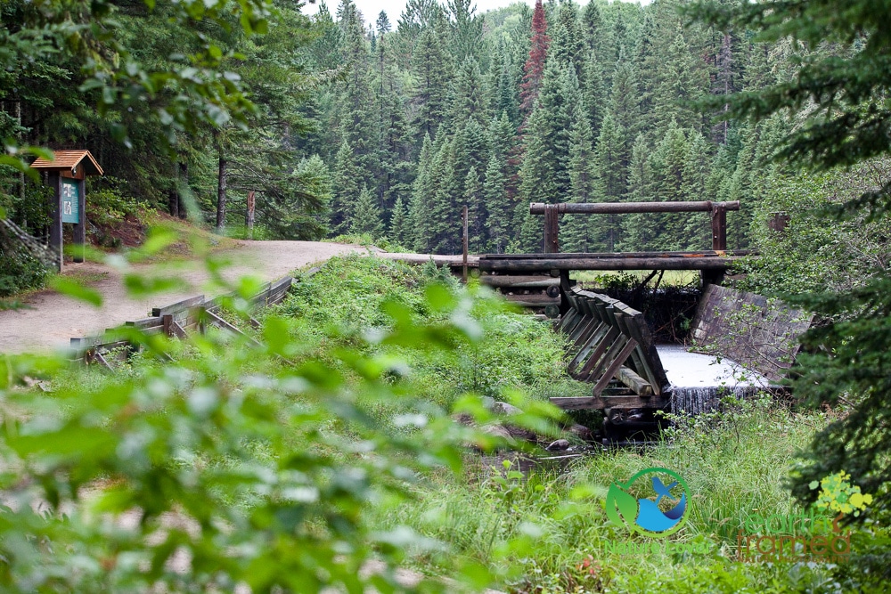 Nature-Lover-2016-Algonquin-Park-Summer_1355_Aug-13 Life In An Algonquin Logging Camp