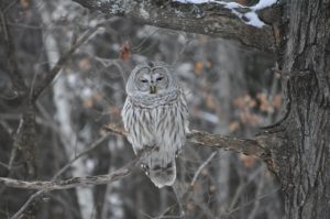 owl-2344243_1280-300x199 Go Camping This Winter