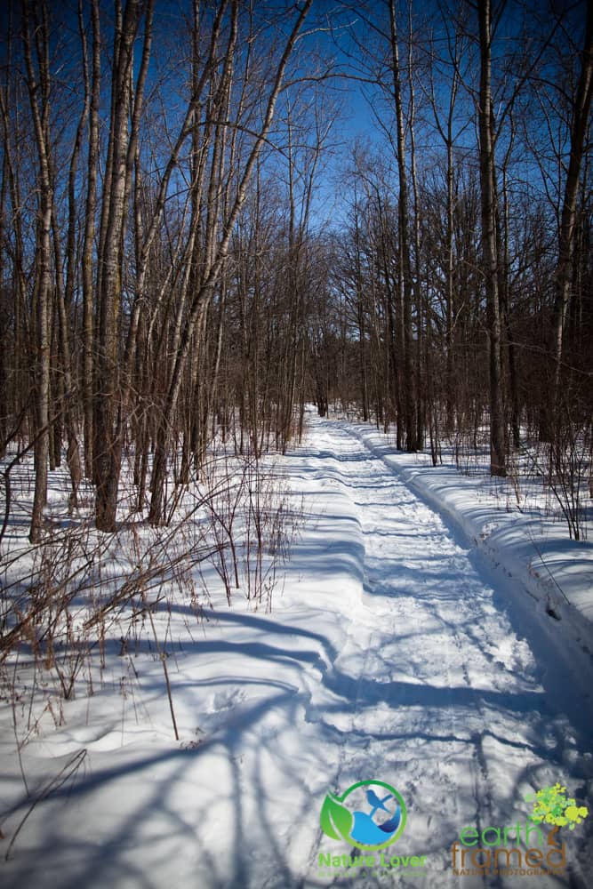 2015-Perch-Creek-Winter-Ontario-6932 Gorgeous Winter Walk Through Perch Creek Habitat