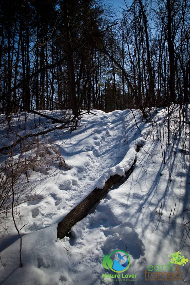 2015-Perch-Creek-Winter-Ontario-6946 Gorgeous Winter Walk Through Perch Creek Habitat