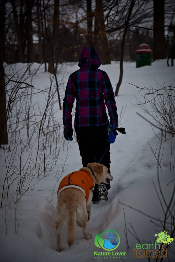 2015-Sifton-Bog-Trail-London-Ontario-Winter-6880 Short, Snowy Walk At London's Sifton Bog