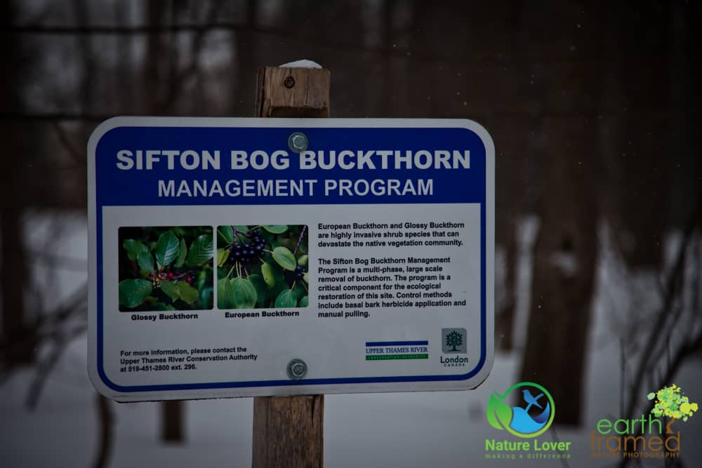 2015-Sifton-Bog-Trail-London-Ontario-Winter-6882 Short, Snowy Walk At London's Sifton Bog