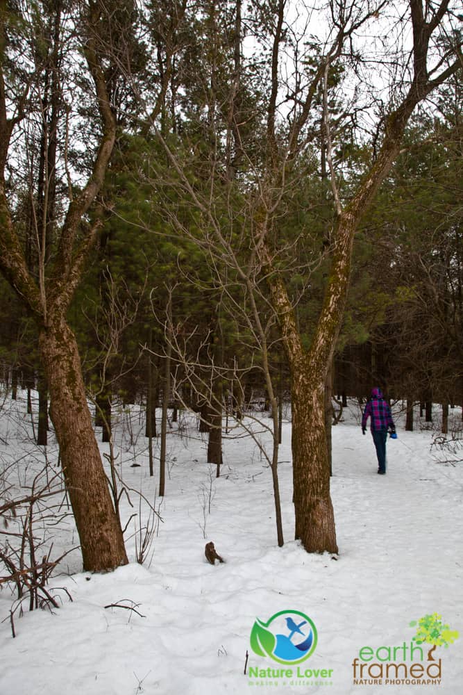 2015-Starkey-Hill-Conservation-Area-Guelph-Trail-Winter-7112 Slipping Around Starkey Hill Conservation Area, 2015