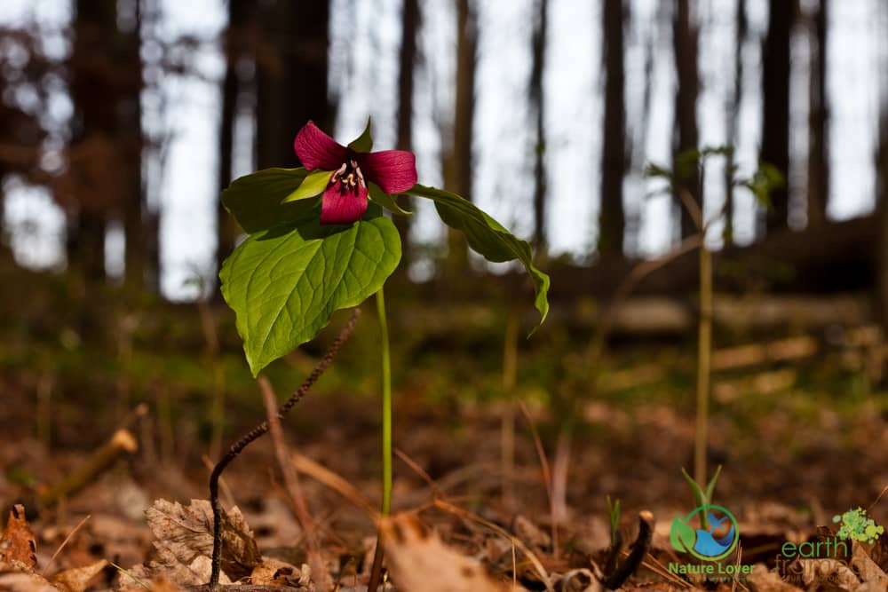 2010-Marthaville-Habitat-Spring-Ontario-6410 Marthaville Is Alive With Spring Trilliums