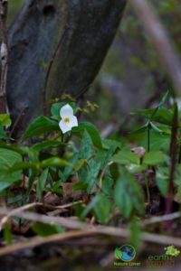 2010-Marthaville-Habitat-Spring-Ontario-6468-200x300 Marthaville Is Alive With Spring Trilliums