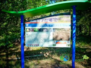 2016-Pinery-Provincial-Park-Carolinian-Trail-Summer-Ontario-1020557-300x225 Maps of Lambton County's Nature Trails