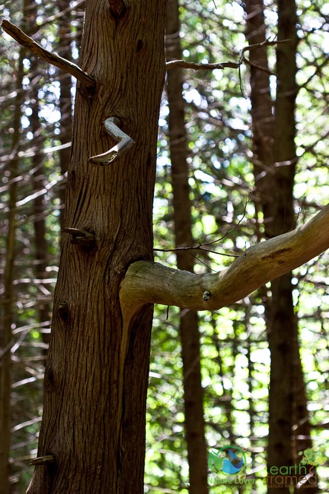 2007-Pottawatomi-Jones-Falls-Conservation-Area-Ontario-spring-4128 Jones Falls at Pottawatomi Conservation Area