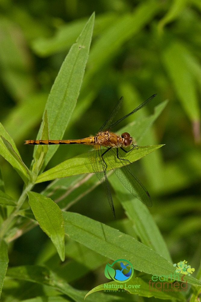 Nature-Lover-Dragonfly-Insect-FAUNA-ANIMALS-MacGregor-Provincial-Park-Ontario-CANADA-PLACES-Sympetrum-Obtrusum-White-faced-Meadowhawk_3376_Jul-16 Wildflowers, Dragonflies and Other Critters At MacGregor Point Provincial Park