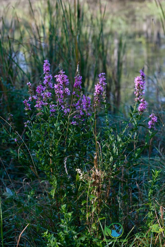 2015-Petrolia-Fall-Bridgeview-Conservation-Area-3 Fall Flowers And Insects At Bridgeview Conservation Area, Petrolia, Ontario.