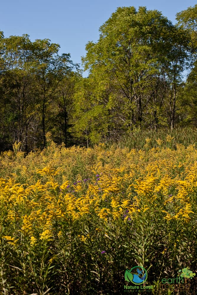 2015-Petrolia-Fall-Bridgeview-Conservation-Area-88 Fall Flowers And Insects At Bridgeview Conservation Area, Petrolia, Ontario.