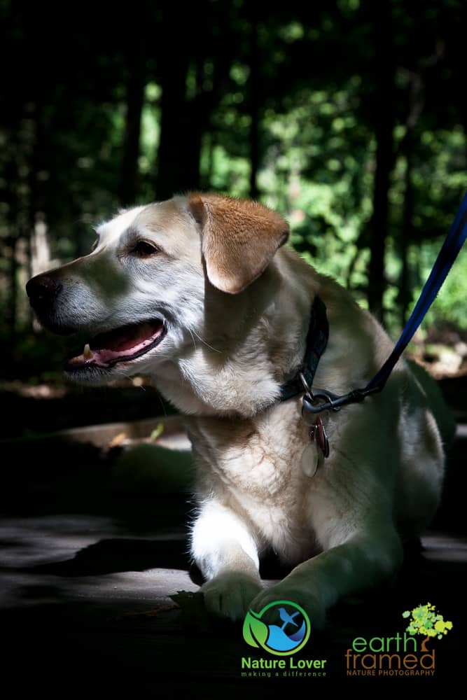 Nature-Lover-2016-Maya-the-Nature-Dog-Presquile-Provincial-Park-Summer_9951_Jul-12 Jobes' Woods Trail at Presqu'ile Provincial Park