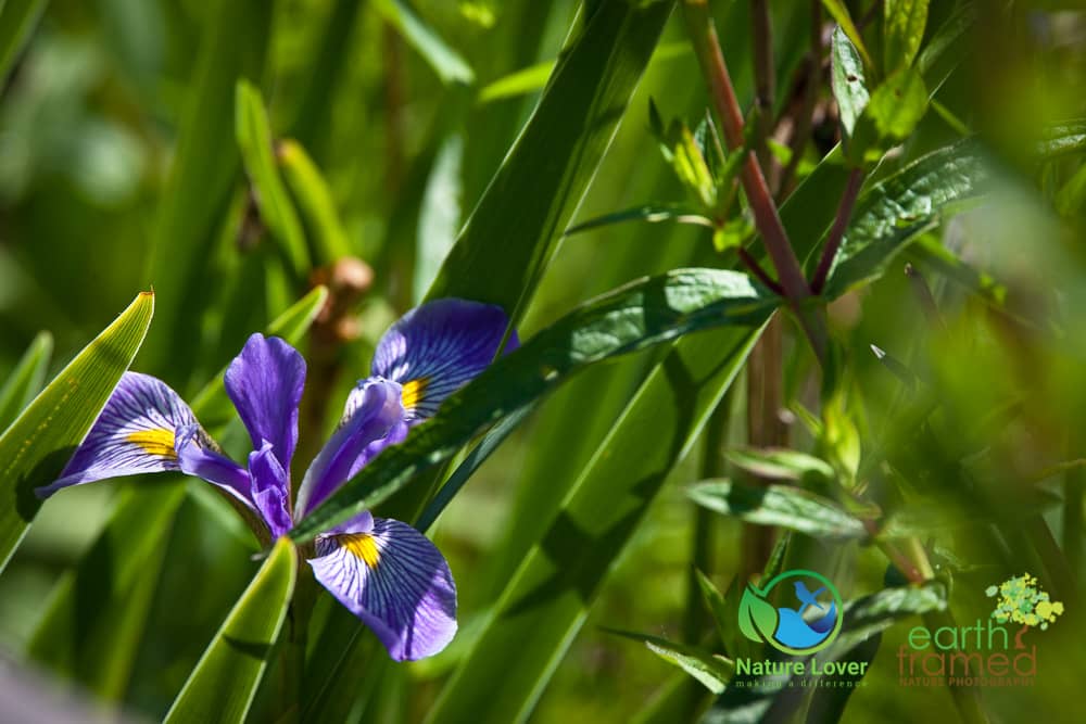 Nature-Lover-2016-Presquile-Provincial-Park-Summer-Wildflower_8258_Jul-05 Wildflowers, Birds and Insects Along Presqu'ile's Marsh Boardwalk Trail
