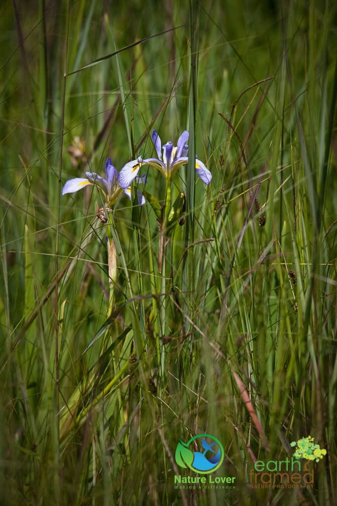 Nature-Lover-2016-Presquile-Provincial-Park-Summer_8253_Jul-05 Wildflowers, Birds and Insects Along Presqu'ile's Marsh Boardwalk Trail
