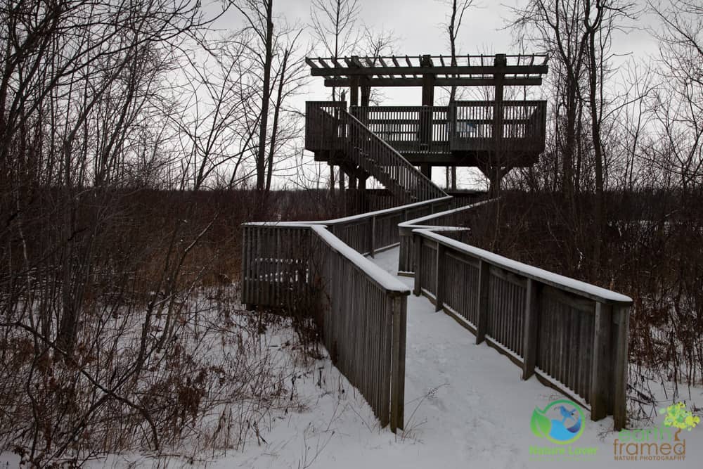2016-Macgregor-Point-Provincial-Park-Tower-Trail-Winter-Ontario-4629 Winter Walk On MacGregor Point's Tower Trail