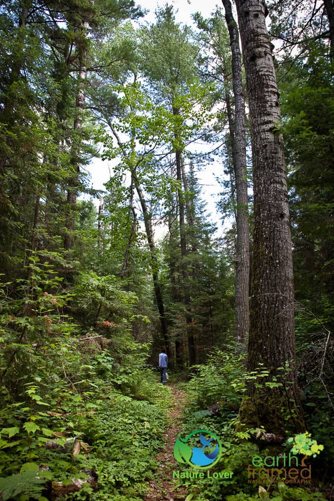 Nature-Lover-2015-Camping-Mississagi-Provincial-Park-Semiwite-Creek-Trail-Summer_0611_Jul-25 Mississagi's Semiwite Creek Trail