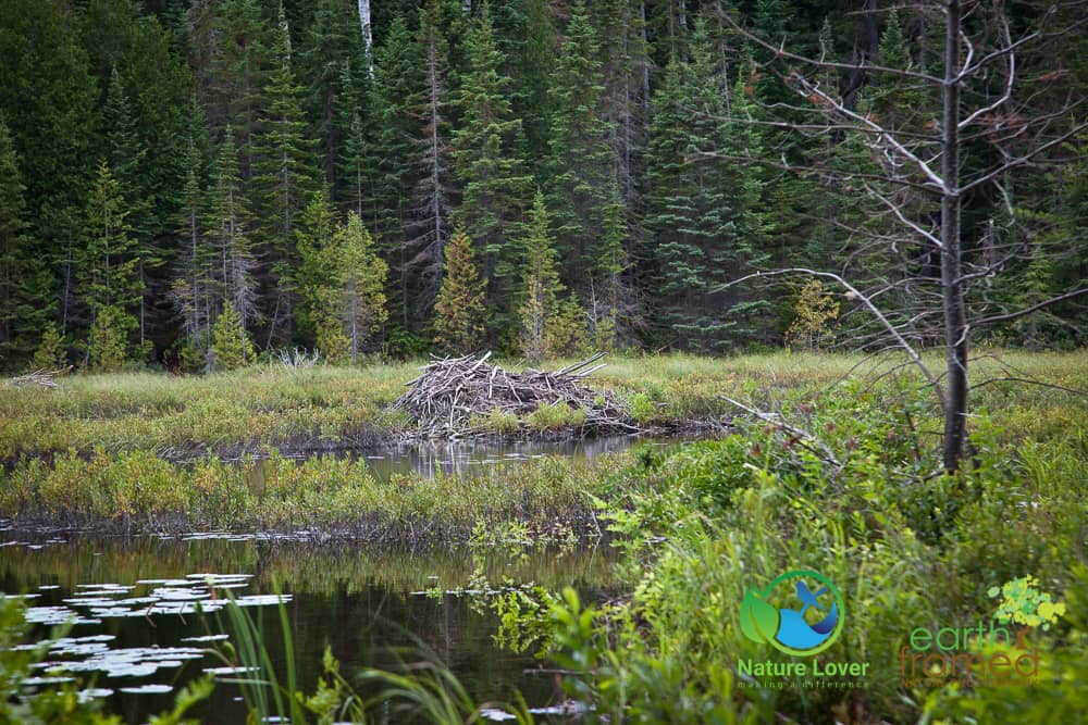 Nature-Lover-2015-Camping-Mississagi-Provincial-Park-Semiwite-Creek-Trail-Summer_0638_Jul-25 Mississagi's Semiwite Creek Trail