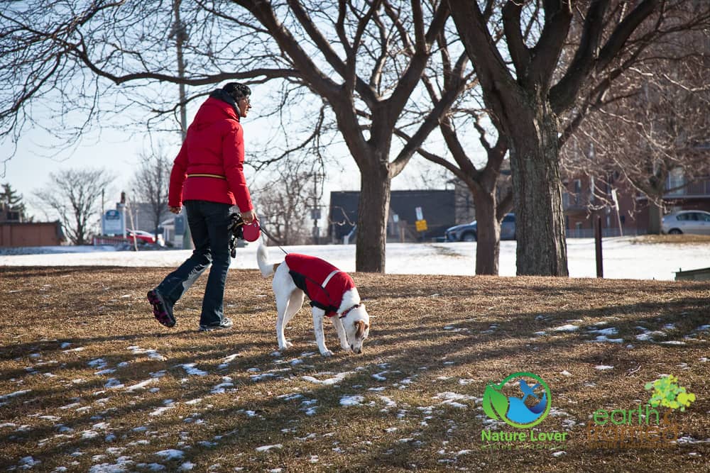 Nature-Lover-2018-Canada-Cenntenial-Park-Chloe-the-Canine-Explorer-Ontario-Sarnia-Winter-0197-Jan-20-3 Chloe The Foxhound Enjoys A Winter Walk At Centennial Park, Sarnia