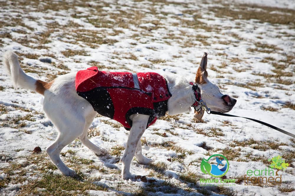 Nature-Lover-2018-Canada-Cenntenial-Park-Chloe-the-Canine-Explorer-Ontario-Sarnia-Winter-0201-Jan-20 Chloe The Foxhound Enjoys A Winter Walk At Centennial Park, Sarnia