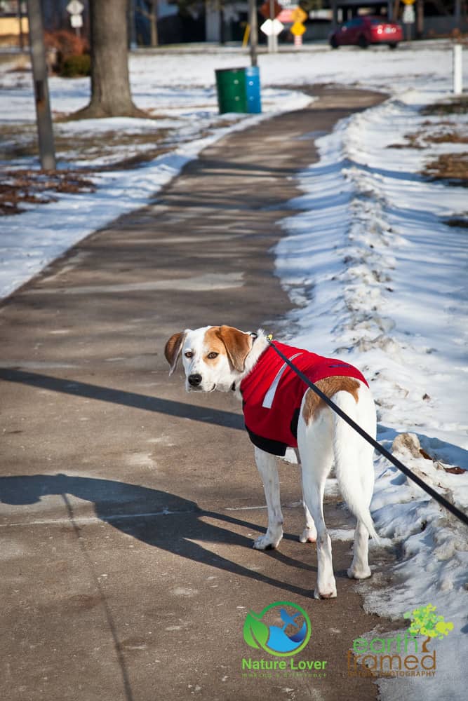 Nature-Lover-2018-Canada-Cenntenial-Park-Chloe-the-Canine-Explorer-Ontario-Sarnia-Winter-0205-Jan-20 Chloe The Foxhound Enjoys A Winter Walk At Centennial Park, Sarnia