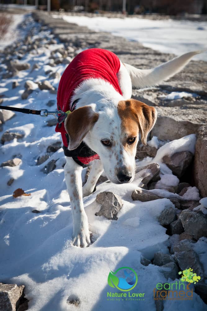 Nature-Lover-2018-Canada-Cenntenial-Park-Chloe-the-Canine-Explorer-Ontario-Sarnia-Winter-0218-Jan-20 Chloe The Foxhound Enjoys A Winter Walk At Centennial Park, Sarnia