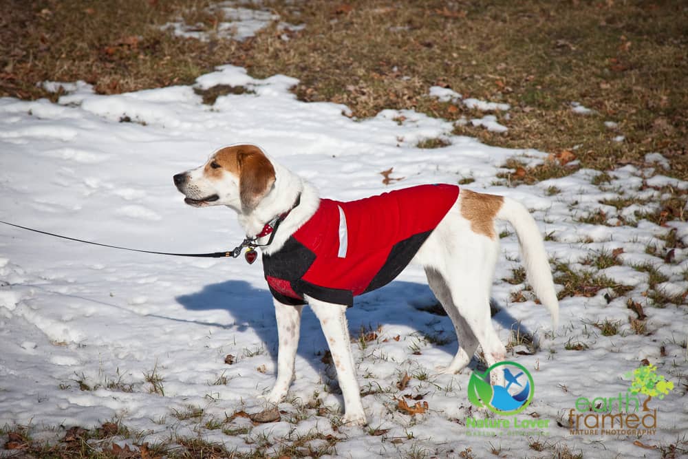 Nature-Lover-2018-Canada-Cenntenial-Park-Chloe-the-Canine-Explorer-Ontario-Sarnia-Winter-0221-Jan-20 Chloe The Foxhound Enjoys A Winter Walk At Centennial Park, Sarnia