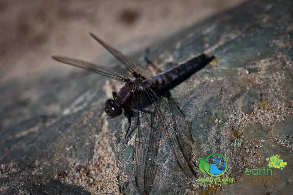 Nature-Lover-2015-Dragonfly-Manitoulin-Island-Misery-Bay-Provincial-Park-Summer-0754-Jul-27 Misery Bay's Spectacular Coastal Alvar Trail