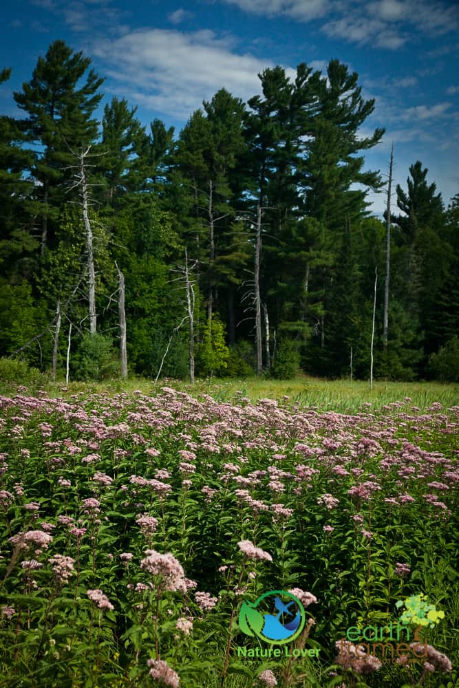 Nature-Lover-2015-Grundy-Lake-Provincial-Park-Summer-Wildflower_1361_Aug-02 Wildflowers At Grundy Lake Provincial Park