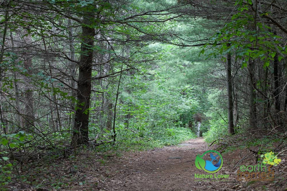 Nature-Lover-2015-Awenda-Provincial-Park-Robitaille-Homestead-Trail-Summer-2048-Aug-06 Awenda's Robitaille Homestead Trail