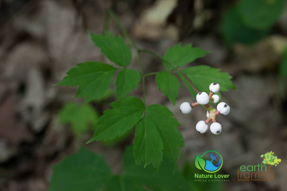 Nature-Lover-2015-Awenda-Provincial-Park-Robitaille-Homestead-Trail-Summer-Wildflower-2039-Aug-06 Awenda's Robitaille Homestead Trail