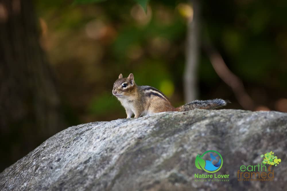Nature-Lover-2015-Chipmunk-Killbear-Provincial-Park-Summer-1833-Aug-05 Spotting Wildlife At Killbear Provincial Park
