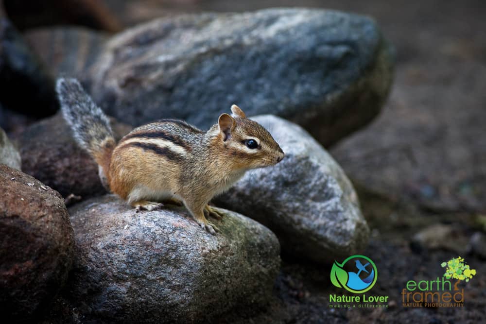 Nature-Lover-2015-Chipmunk-Killbear-Provincial-Park-Summer-1868-Aug-05 Spotting Wildlife At Killbear Provincial Park