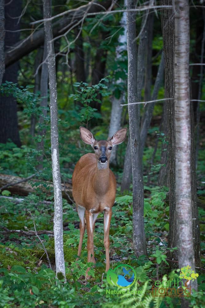 Nature-Lover-2015-Killbear-Provincial-Park-Summer-Twin-Points-Trail-White-Tailed-Deer-1595-Aug-03 Spotting Wildlife At Killbear Provincial Park