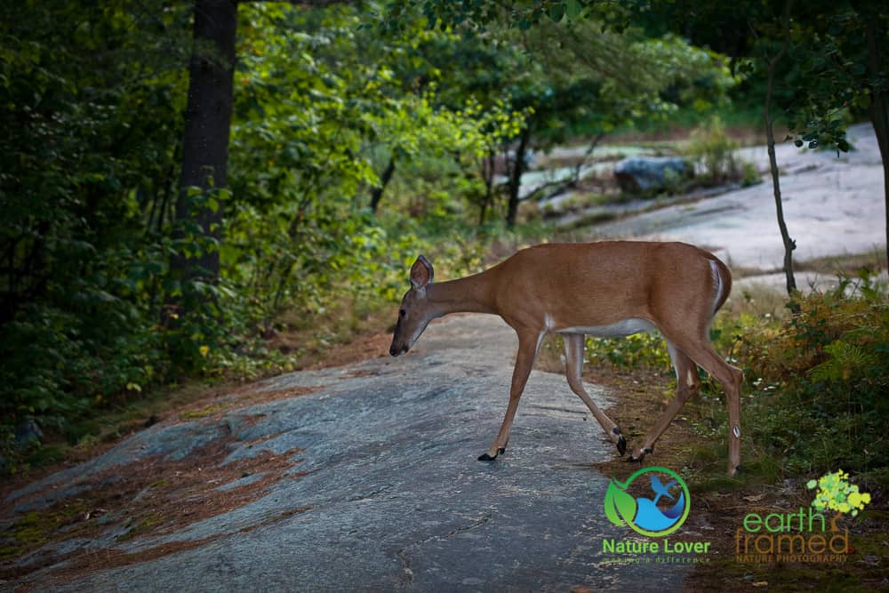 Nature-Lover-2015-Killbear-Provincial-Park-Summer-Twin-Points-Trail-White-Tailed-Deer-1619-Aug-03 Spotting Wildlife At Killbear Provincial Park