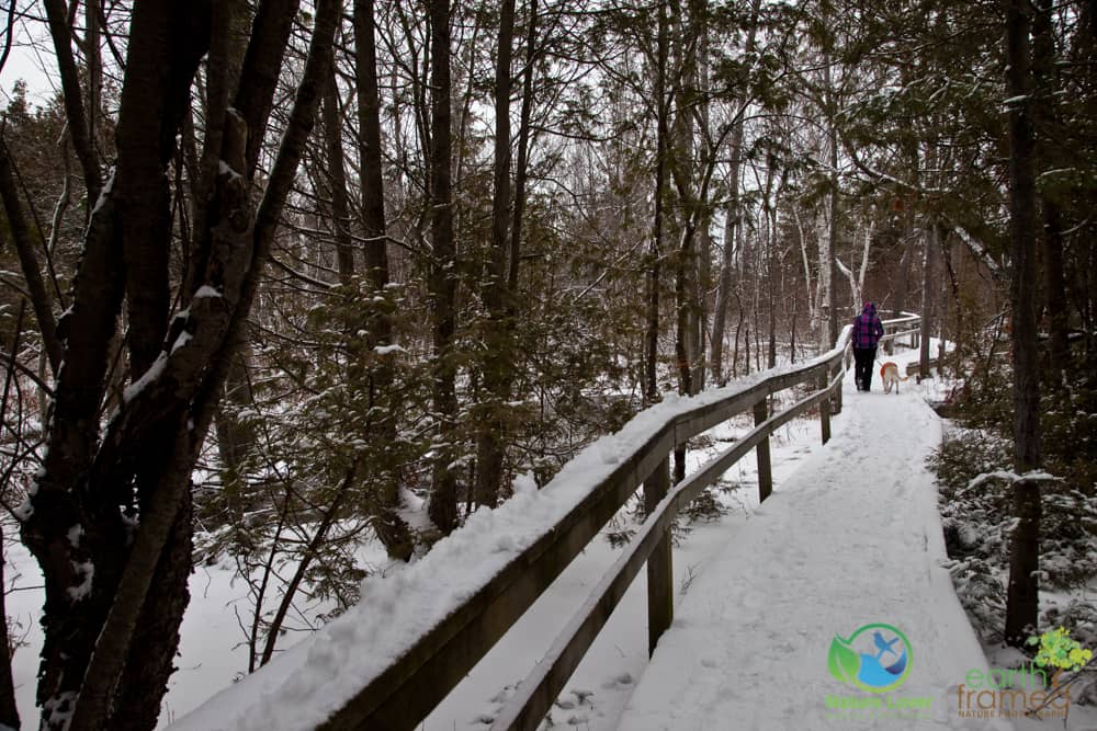 2016-Macgregor-Point-Provincial-Park-Huron-Fringe-Trail-Winter-Ontario-4467 Hiking Huron Fringe Trail On A Cold Winter Day